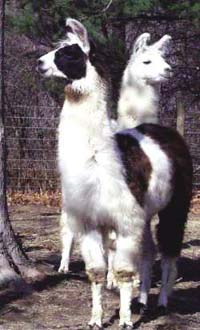 A llama named Scirocco